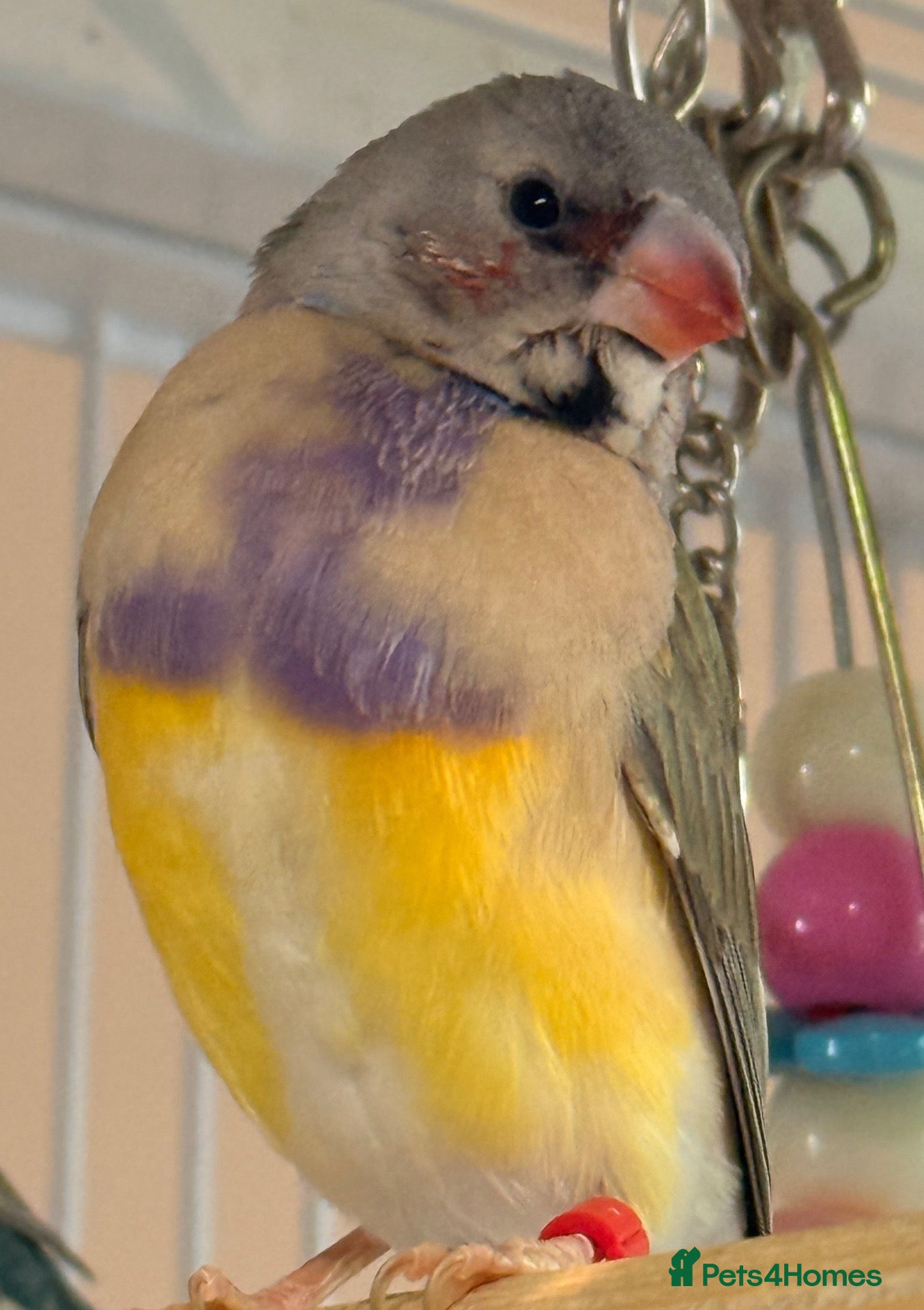 Finches birds  Gouldian male females  Red head & black head - Advert 1
