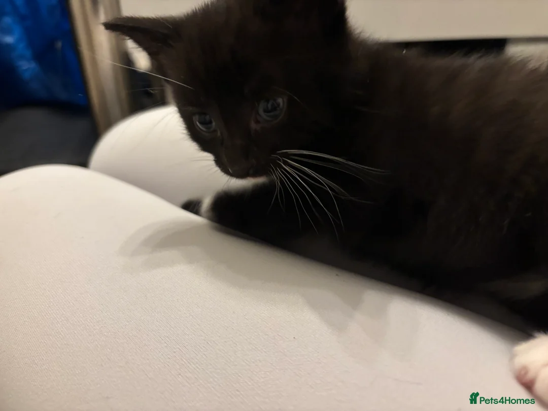 Mixed Breed cats for sale: Tuxedo and Bombay  kittens for sale  - Advert 7