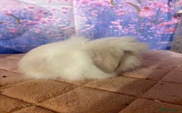 Mini Lion Lop rabbits for sale: Double mane lionlops vaccinated ready 21st Dec - Advert 6