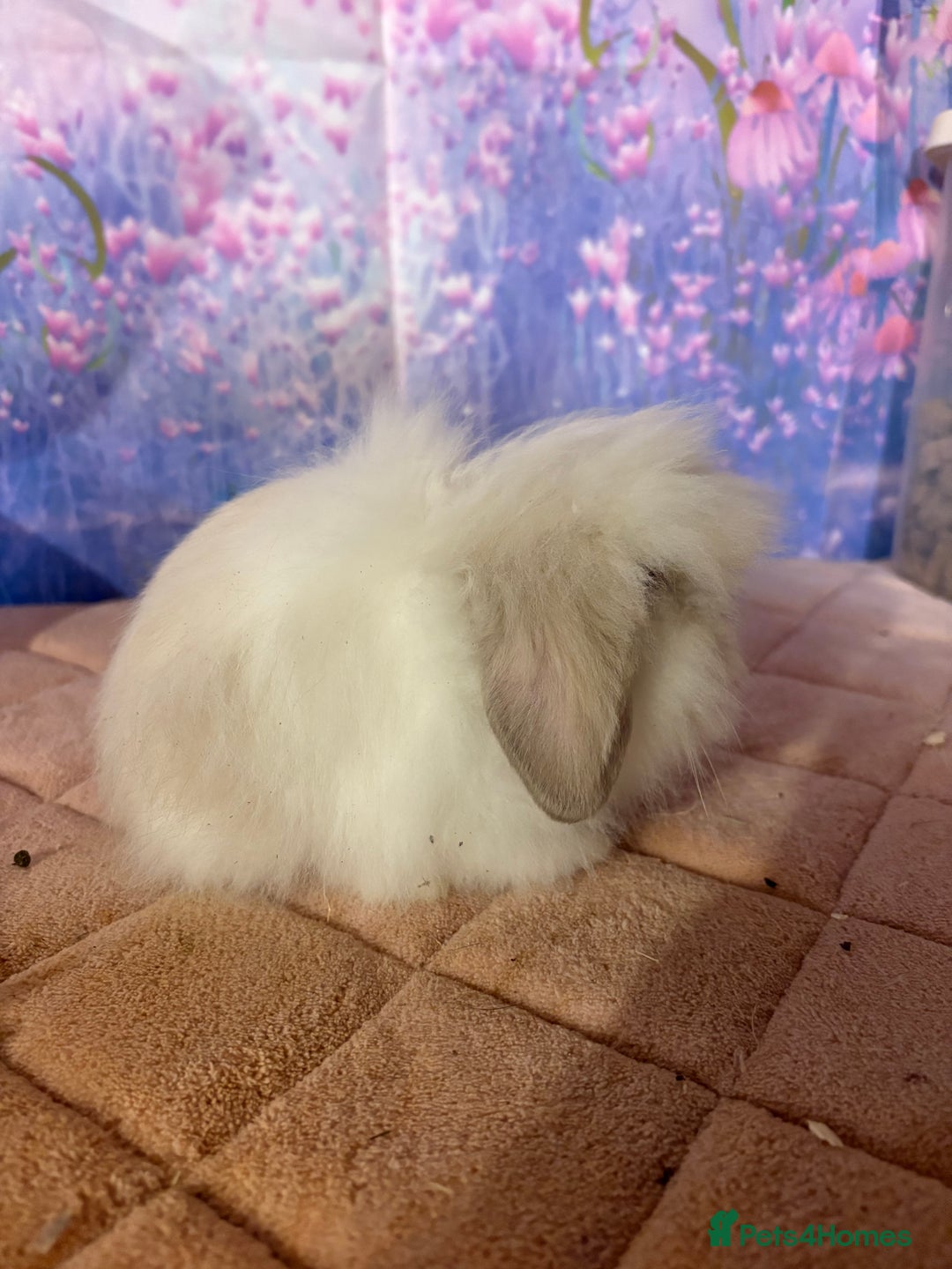 Mini Lion Lop rabbits for sale: Double mane lionlops vaccinated ready 21st Dec - Advert 6