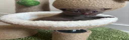 Scottish Fold cats for sale: Stunning Scottish fold/straight kittens😻 - Advert 10