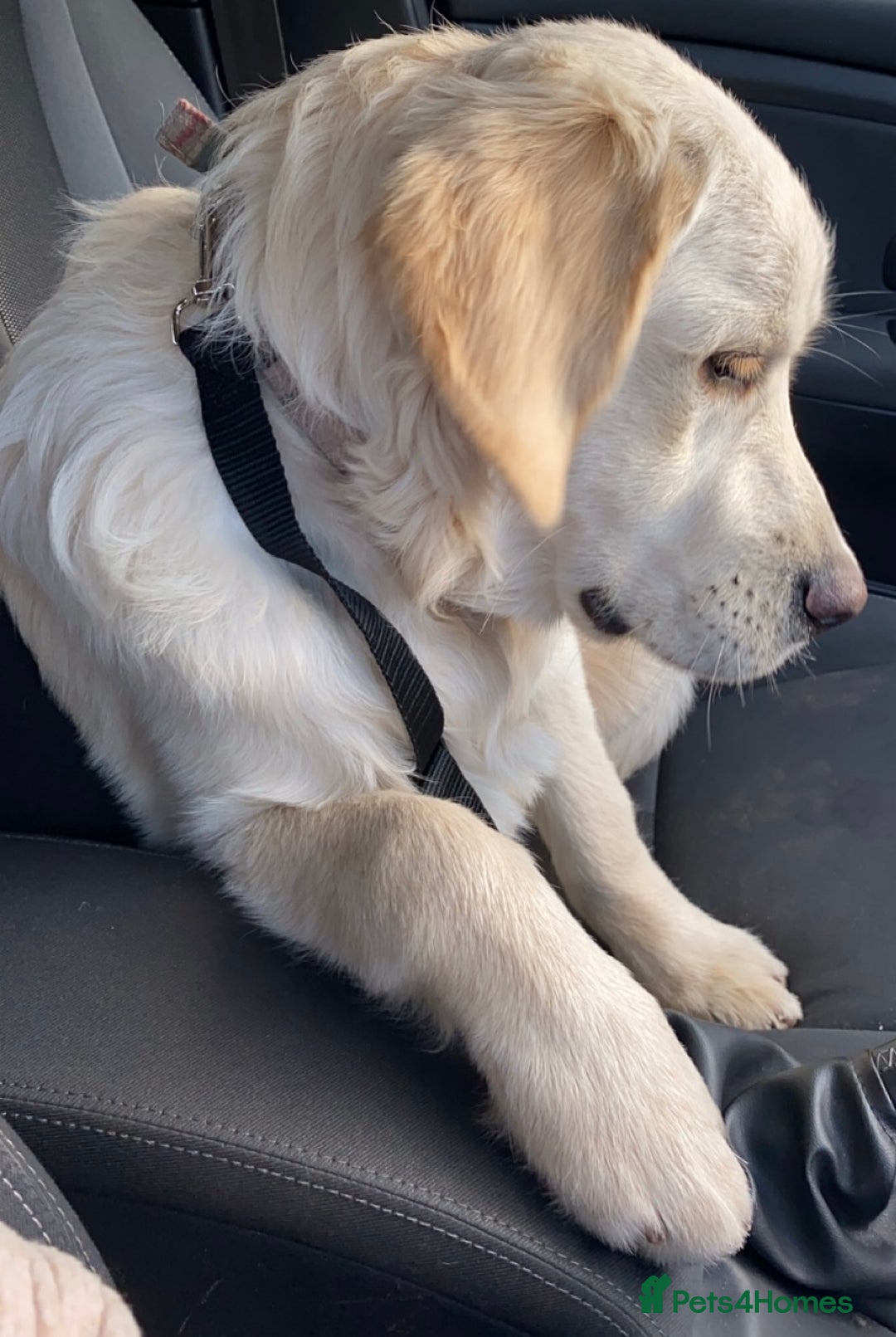 Golden Retriever dogs for stud: Lenny our KC golden retriever ready to stud!  - Advert 3