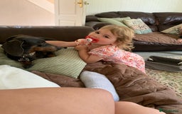 Miniature Dachshund dogs for sale: Miniature dachshund  - Image 2