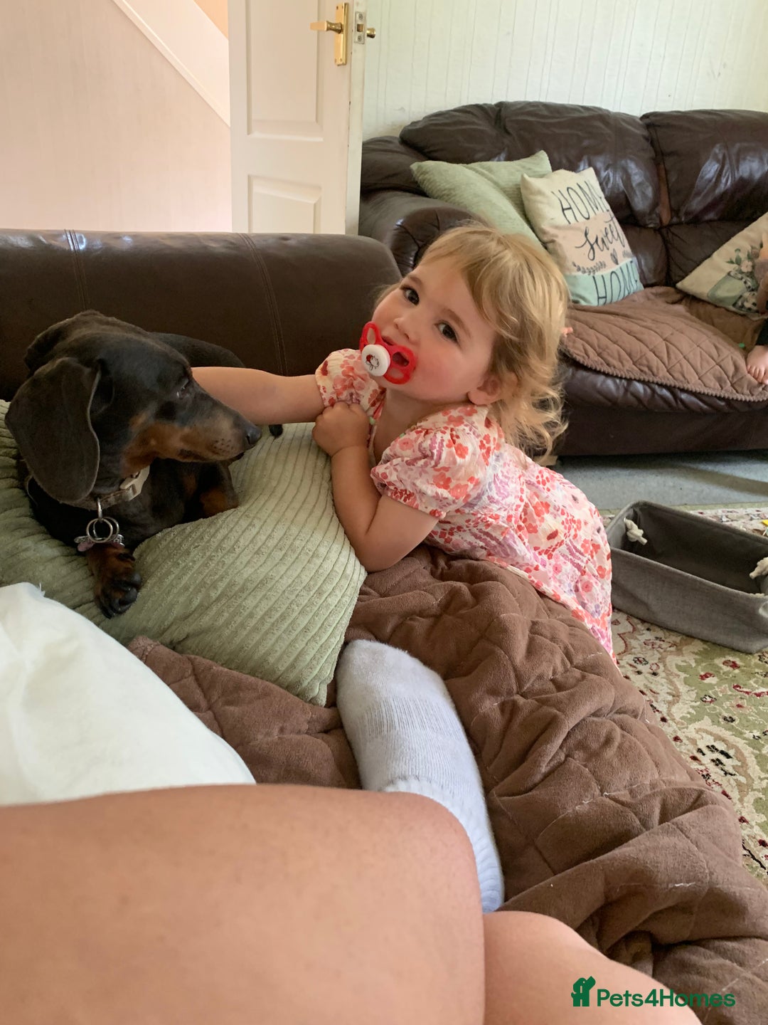 Miniature Dachshund dogs for sale: Miniature dachshund  - Image 2