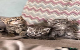 British Shorthair cats for sale: brithis shorthair kitten  - Image 7