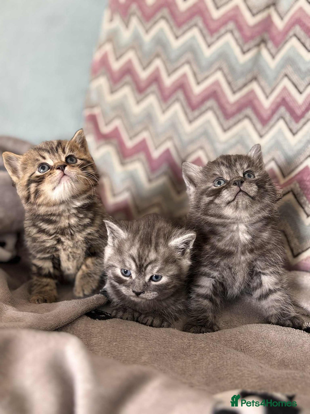 British Shorthair cats for sale: brithis shorthair kitten  - Image 7