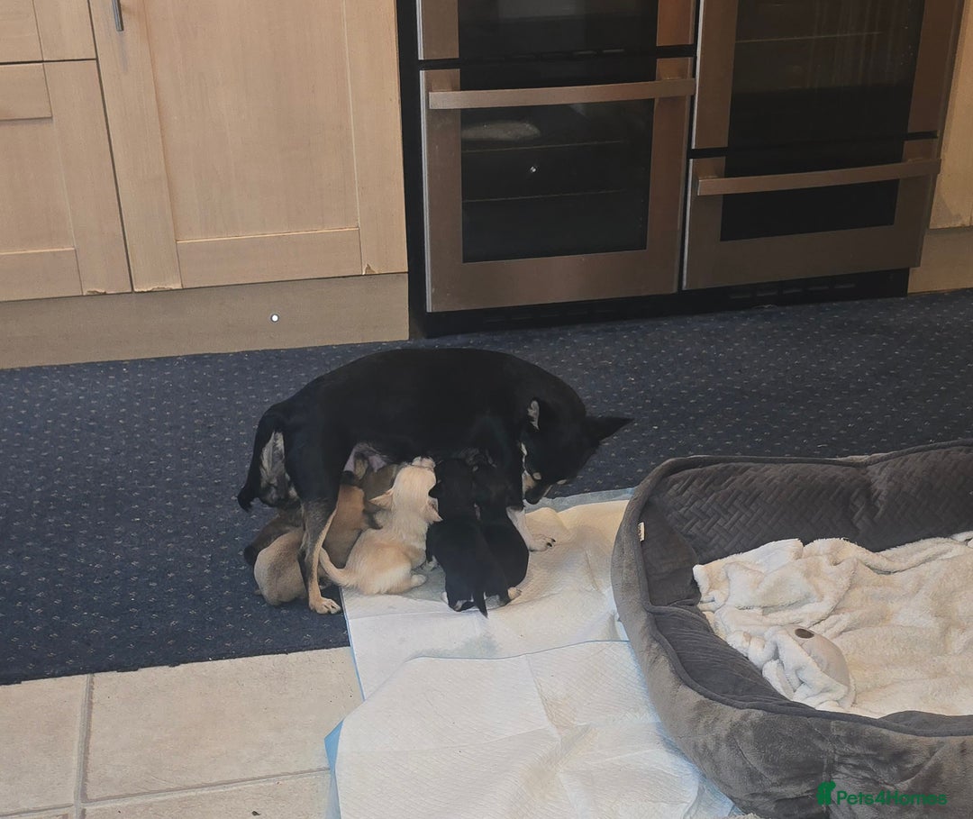 Chihuahua dogs for sale: Chihuahua Puppies For Sale - Advert 20