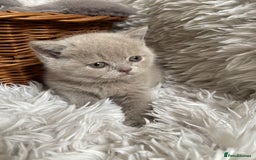 British Shorthair cats for sale: CHAMPION HERITAGE BABIES  - Image 13