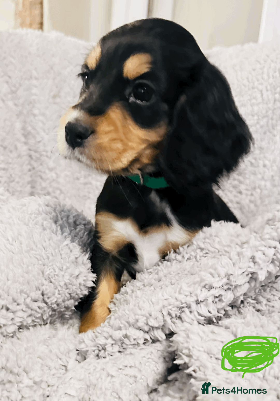 Sprocker dogs for sale: Sprocker puppies! - Advert 1