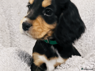 Sprocker dogs Sprocker puppies! - Advert 4