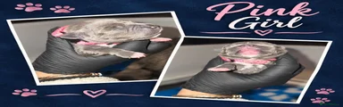 Pink Collar
