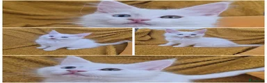 Luca