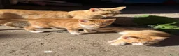 Mixed Breed cats for sale: Two boy ginger kittens  - Advert 8