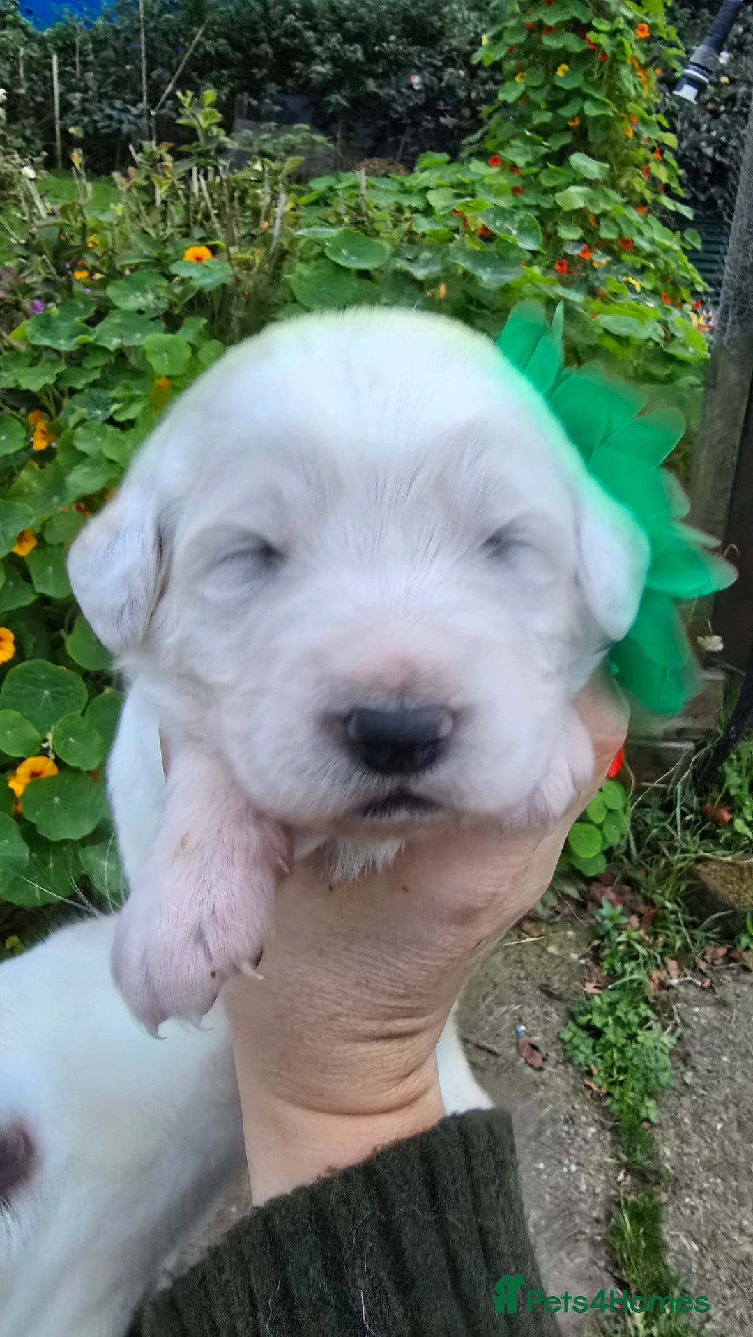 Pyrenean Mountain Dog dogs for sale: Polish tatra mountain sheepdog - Image 4