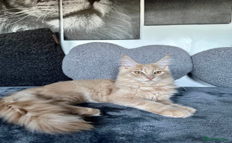 Maine Coon cats - Advert 3