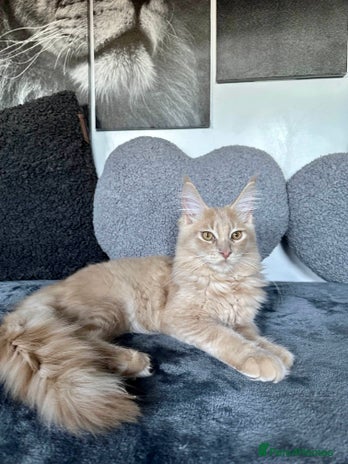 Maine Coon cats - Advert 3