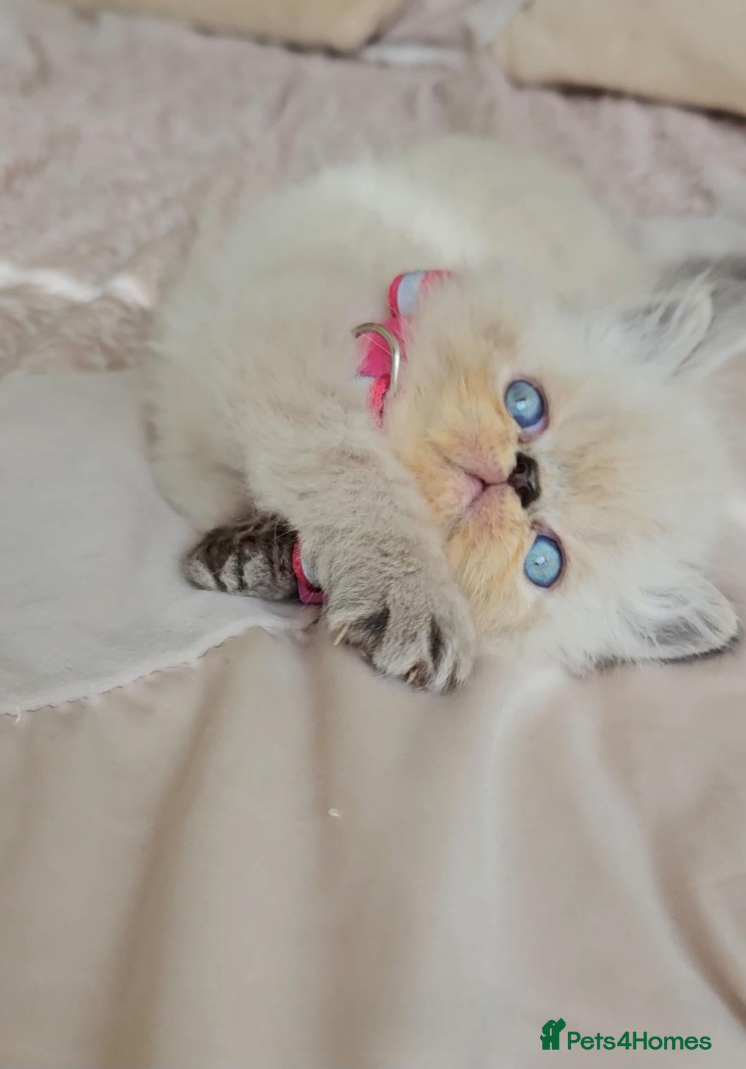 Himalayan cats Stunning Top Quality Himalayan Kittens  - Advert 1