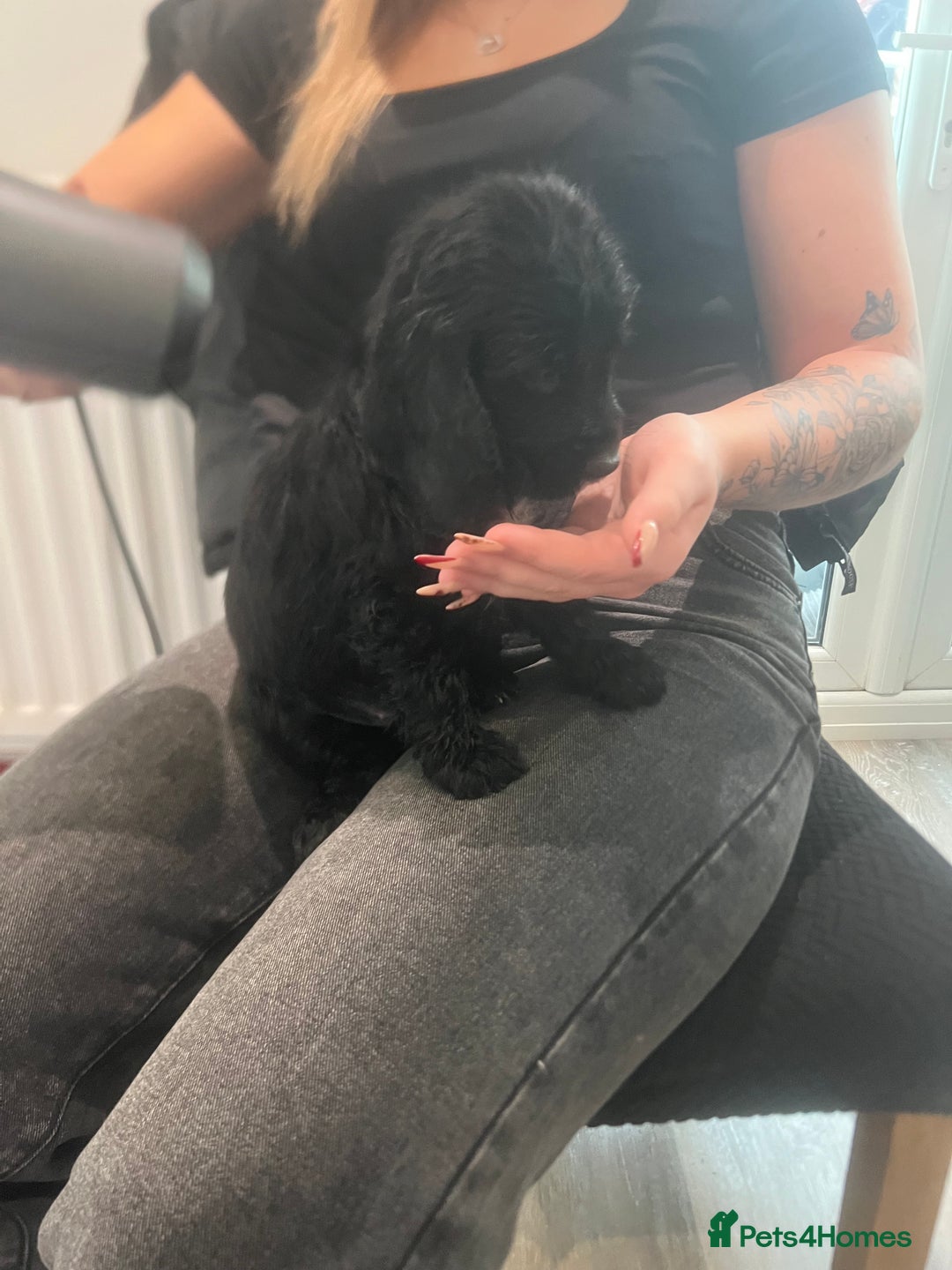 Cocker Spaniel dogs for sale:  4 Beautiful Cocker Spaniel Girls 🐶 - Image 8