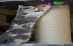British Shorthair cats for sale: Beautiful blue tortie & white ready now  - Image 3