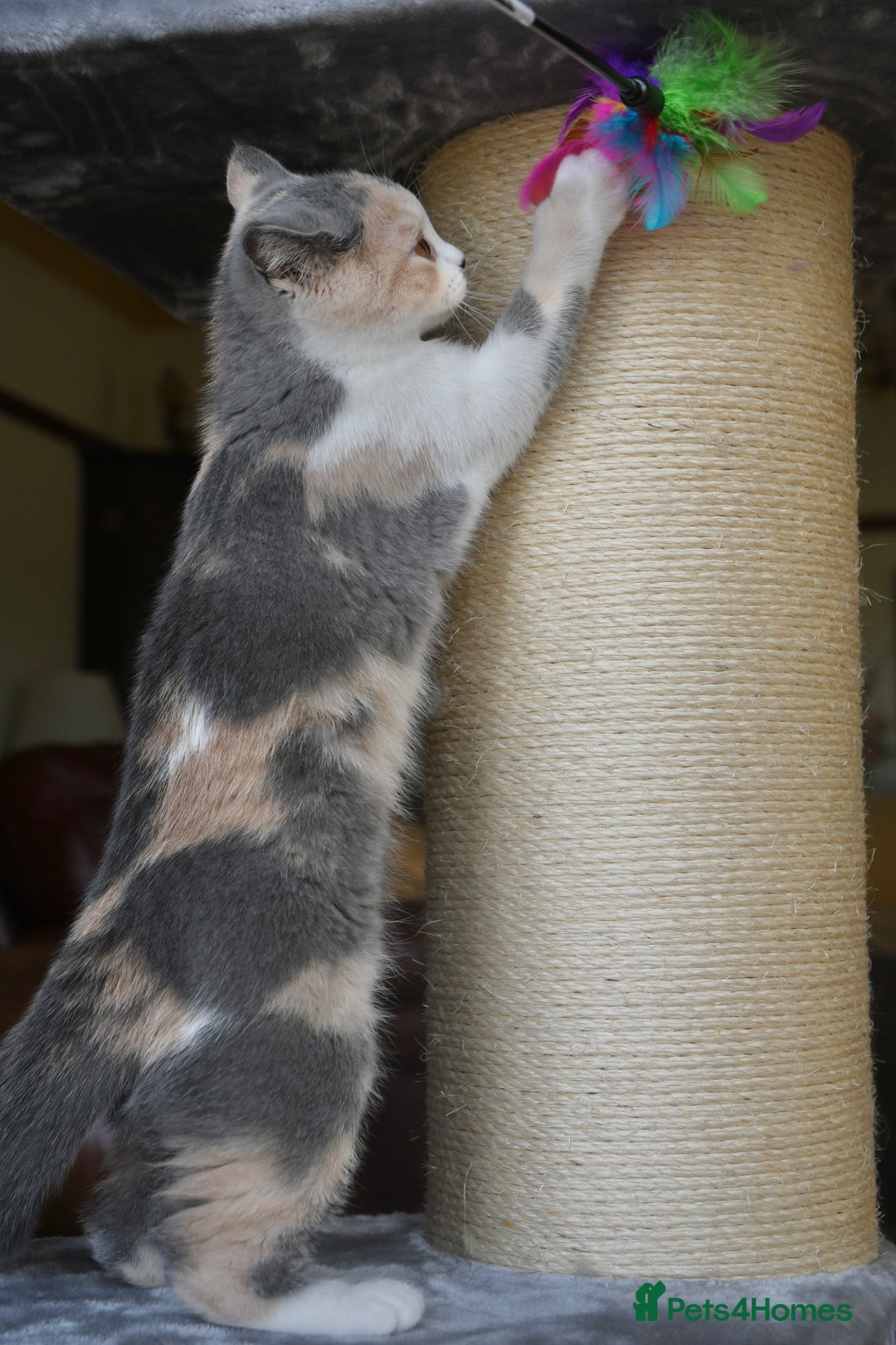 British Shorthair cats for sale: Beautiful blue tortie & white ready now  - Image 3