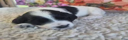 Sproodle dogs for sale: 🐶 Beautiful Sproodle Puppies For Sale 🐶 - Advert 14