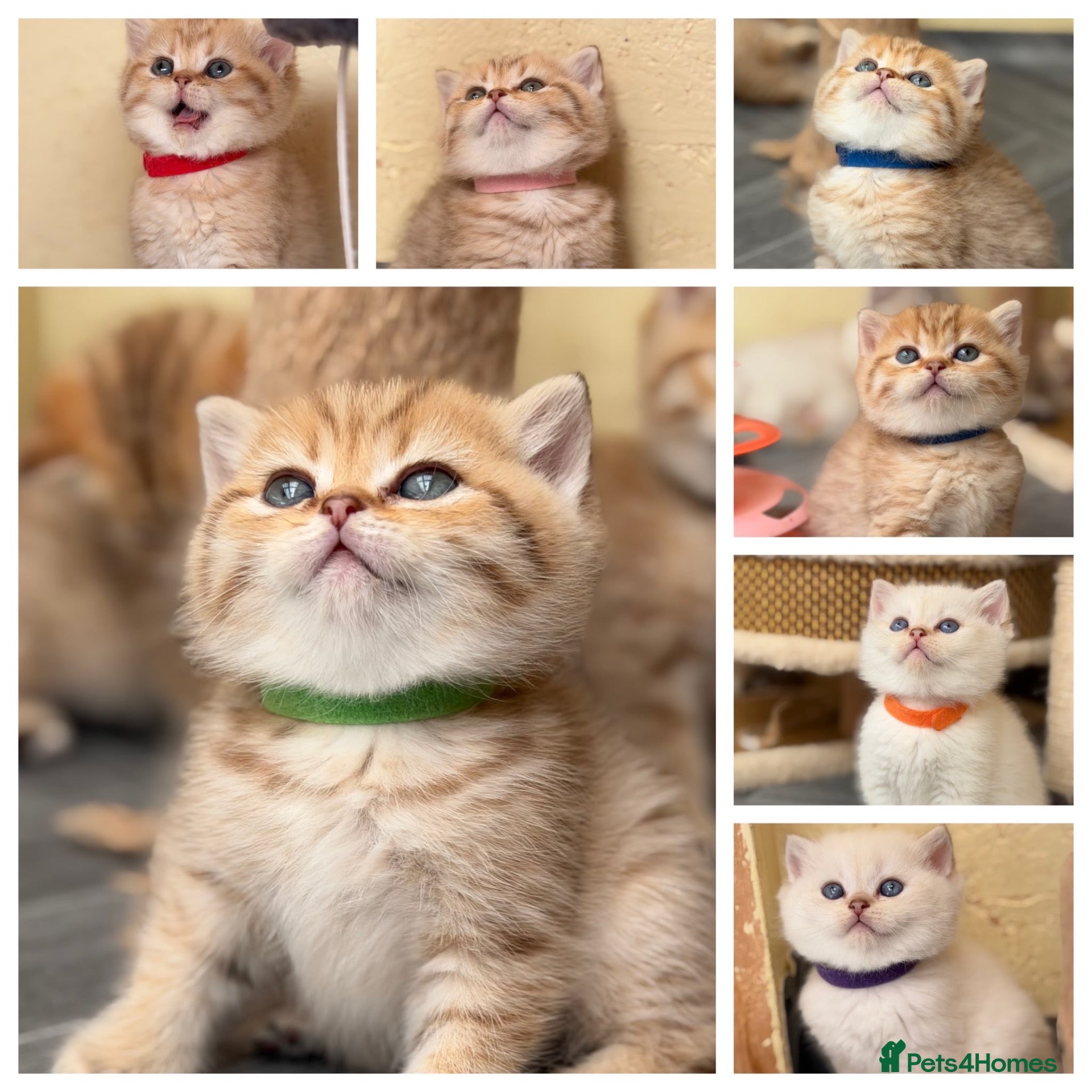 British Shorthair cats Adorable TICA British Shorthair kittens  - Advert 3