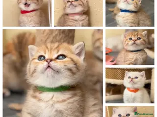 British Shorthair cats Adorable TICA British Shorthair kittens - Advert 3