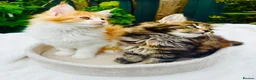 Maine Coon cats for sale: Pure breed Maine coon kittens  - Advert 21