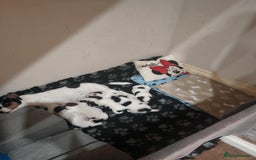 Jack Russell dogs for sale: Jack Russell puppies,Parents reg.Kennel club, - Image 24