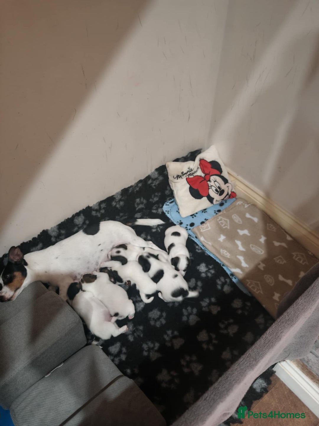 Jack Russell dogs for sale: Jack Russell puppies,Parents reg.Kennel club, - Image 24