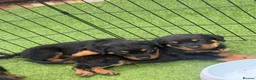 Rottweiler dogs for sale: 6 beautiful Rottweiler puppies  - Advert 9