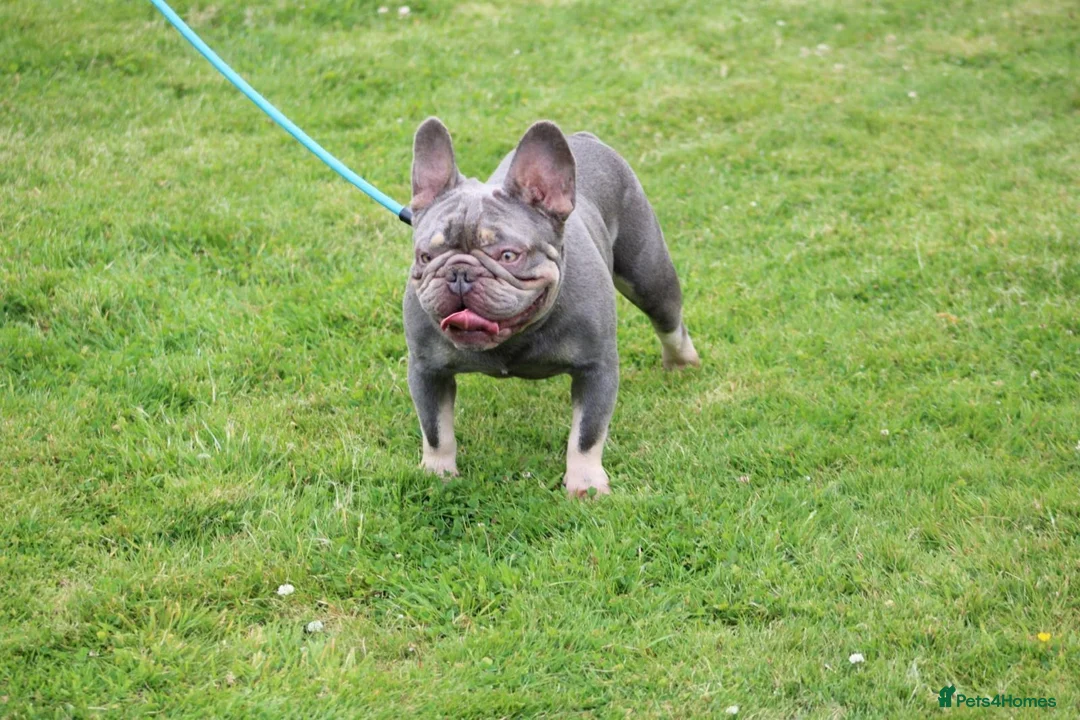 French Bulldog dogs for stud: Lilac and tan French bulldog stud in Basildon - Advert 5