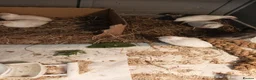 Quail poultry for sale: TINY BUTTON QUAILS Young Adults - Advert 5