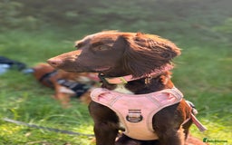 Cocker Spaniel dogs for sale: Cocker spaniel puppies - AVAILABLE 01/01/26  - Image 2