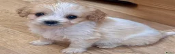 Cavapoo dogs for sale: F1b Cavapoo puppies! - Advert 2