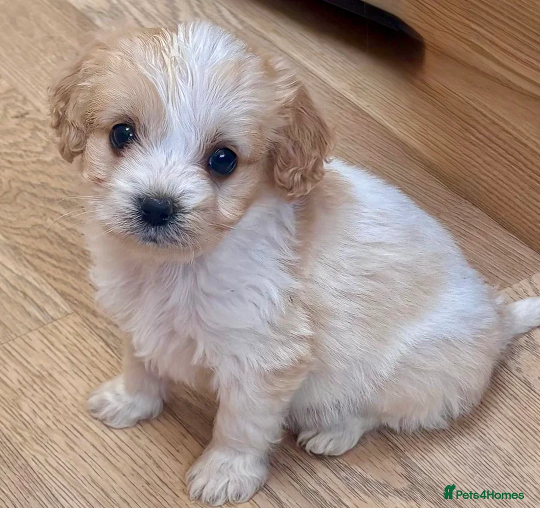 Cavapoo dogs for sale: F1b Cavapoo puppies! - Advert 2
