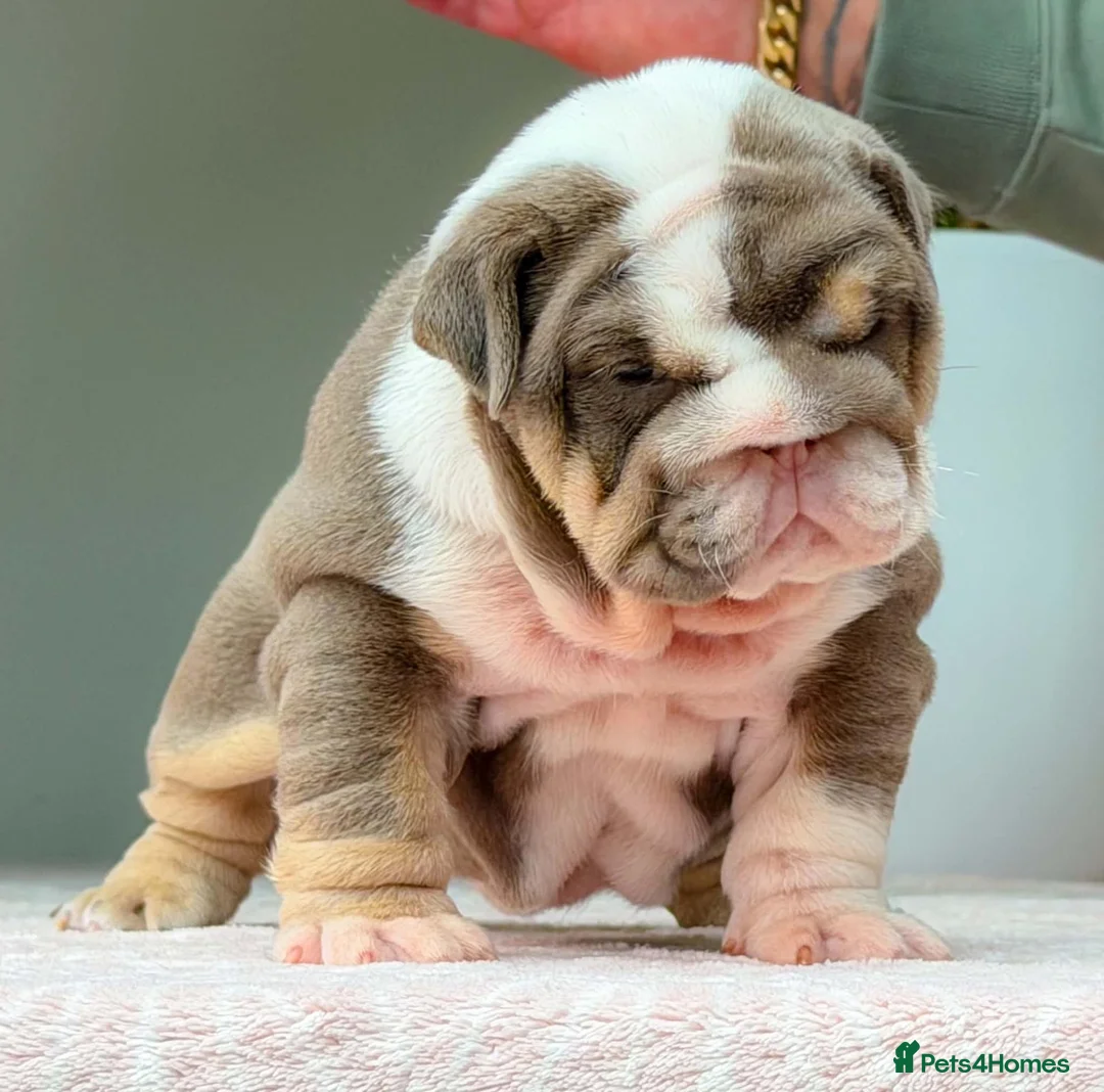 English Bulldog dogs for sale: ⭐️⭐️⭐️2 OUTSTANDING FEMALES⭐️⭐️⭐️ - Advert 2
