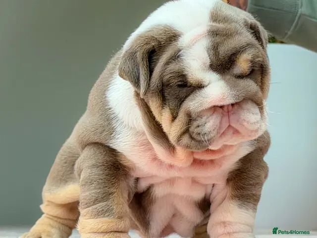 English Bulldog dogs for sale: ⭐️⭐️⭐️2 OUTSTANDING FEMALES⭐️⭐️⭐️ - Advert 2