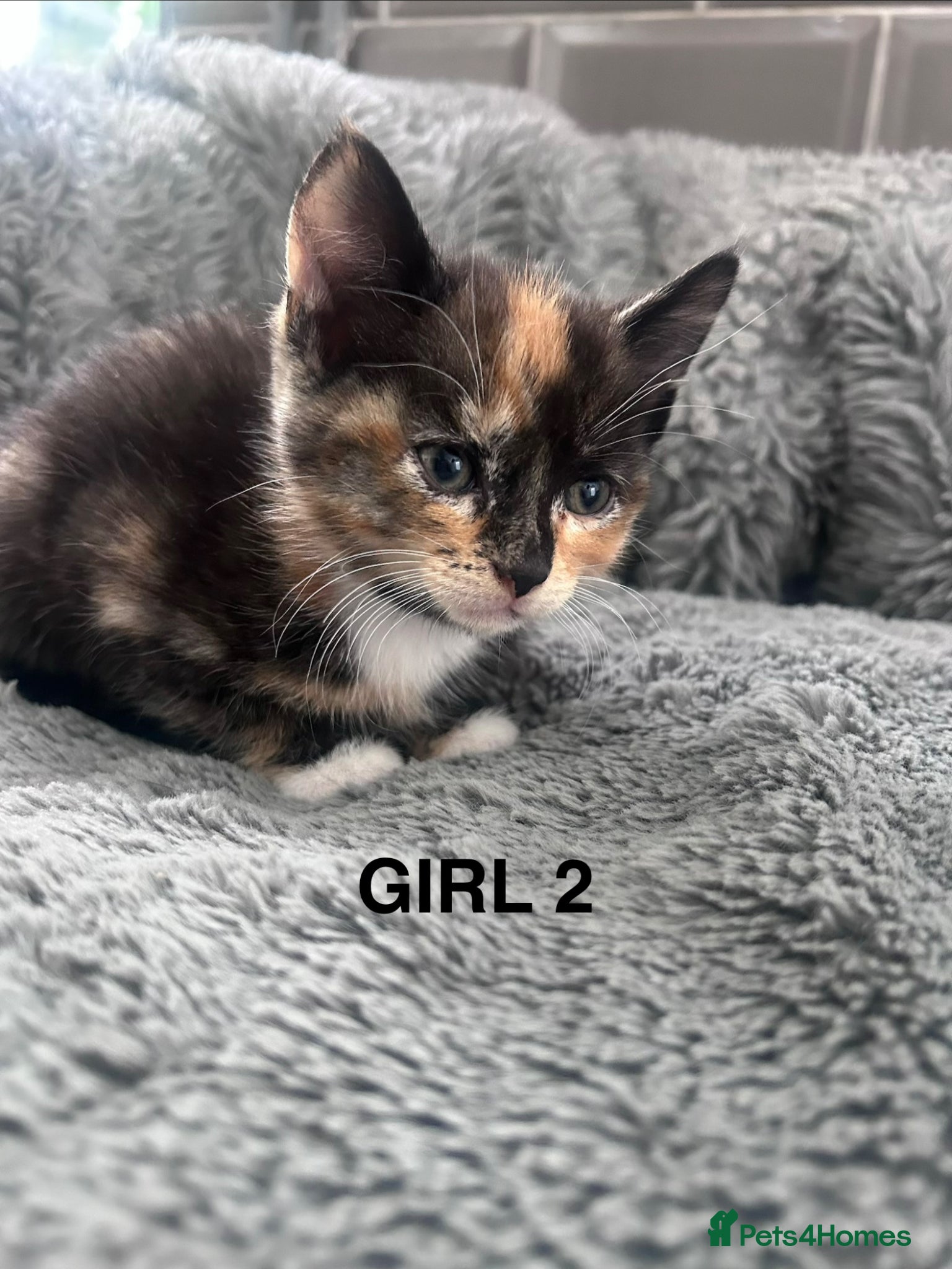 Mixed Breed cats # 1 girl left.Kittens 1/2 Maine coon 7wks & to go. - Advert 15