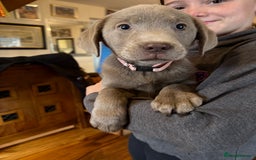 Labrador Retriever dogs for sale: Kc registered silver labs, health tested parents - Image 4