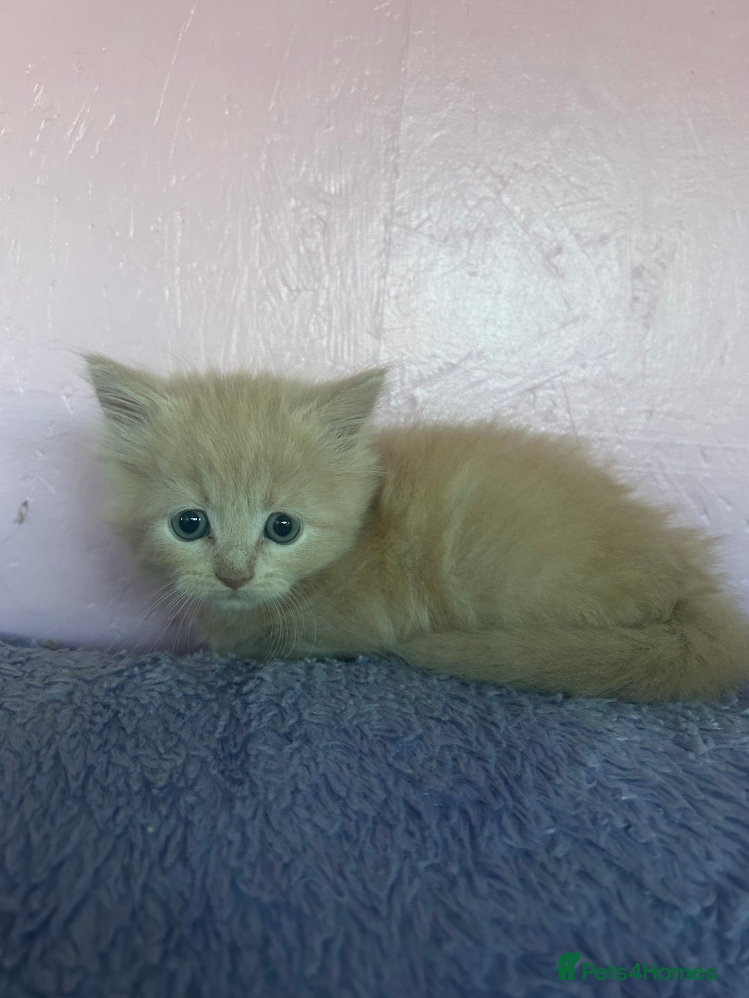 Maine Coon cats for sale: Mainecoon kittens  - Advert 9