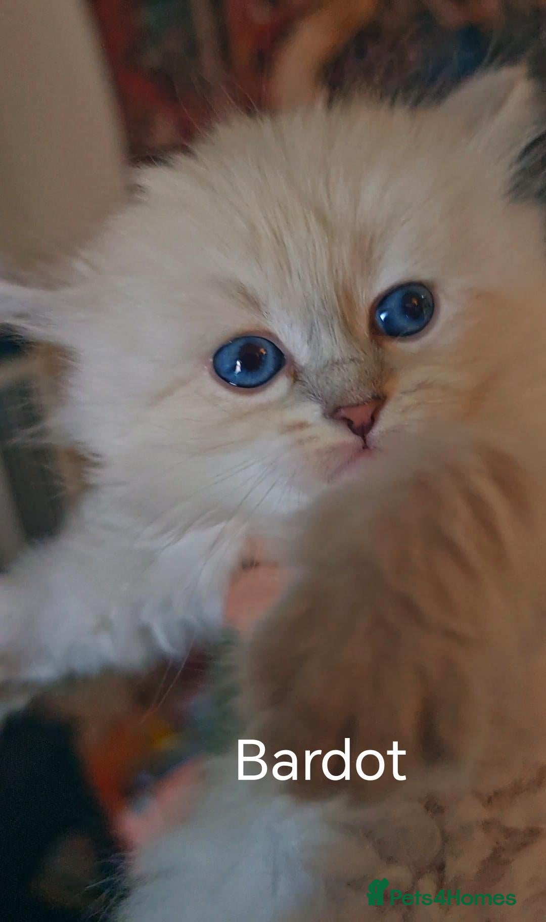 Siberian cats Pure Siberian from GCCF/TICA parents - Advert 1
