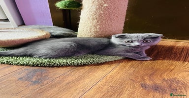 Scottish Fold cats - Advert 6