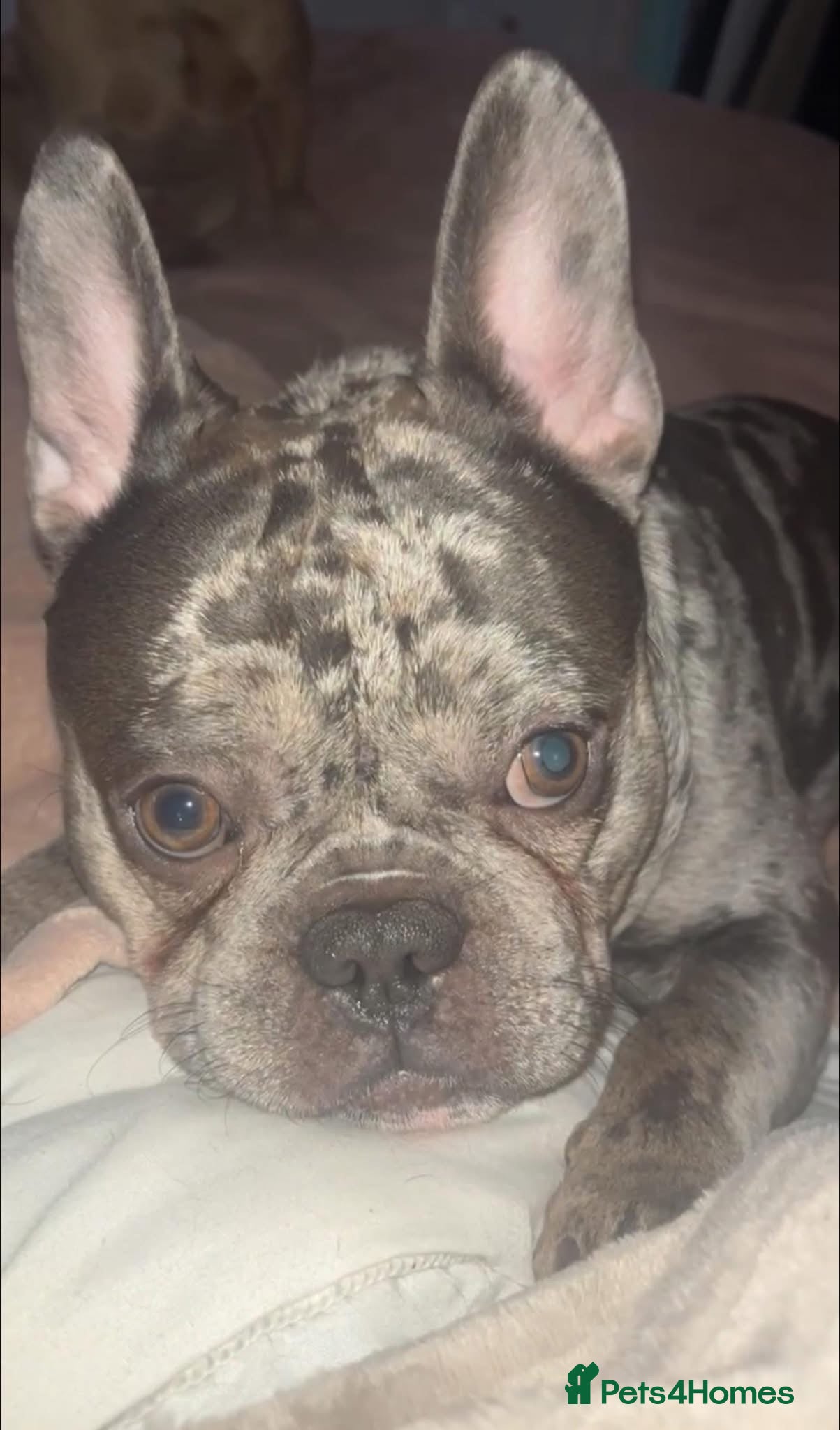 French Bulldog dogs Rehoming KC Registered French Bulldog - Advert 1