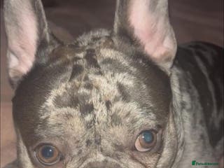 French Bulldog dogs Rehoming KC Registered French Bulldog - Advert 7