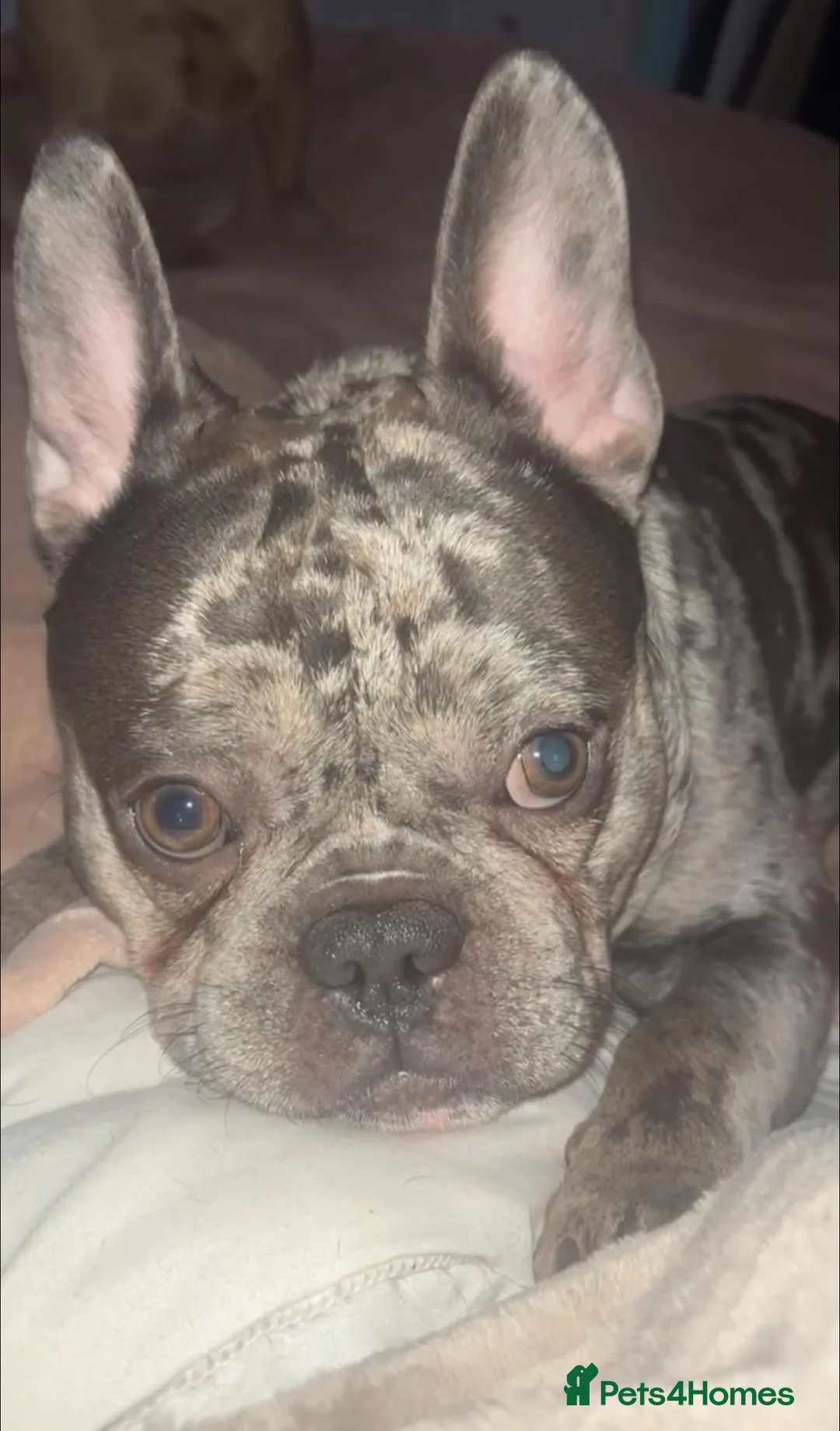French Bulldog dogs for sale: Rehoming KC Registered French Bulldog - Advert 1