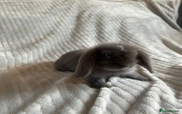 Mini Lop rabbits for sale: Mini Lop Bunnies - Image 7