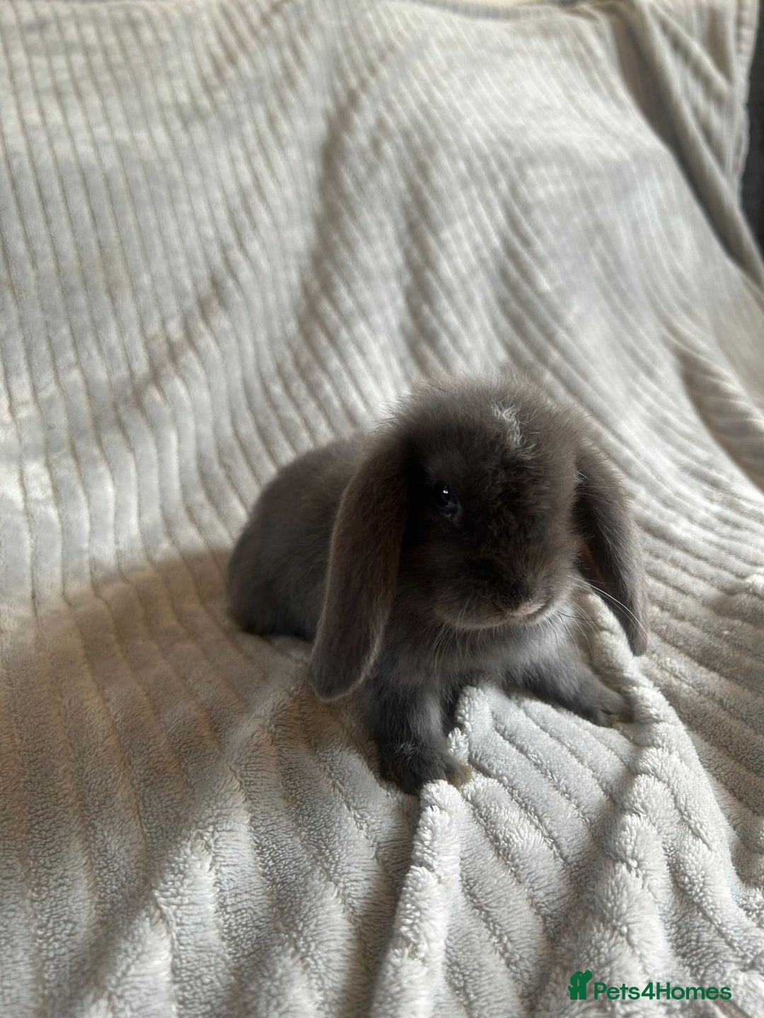 Mini Lop rabbits for sale: Mini Lop Bunnies - Image 7