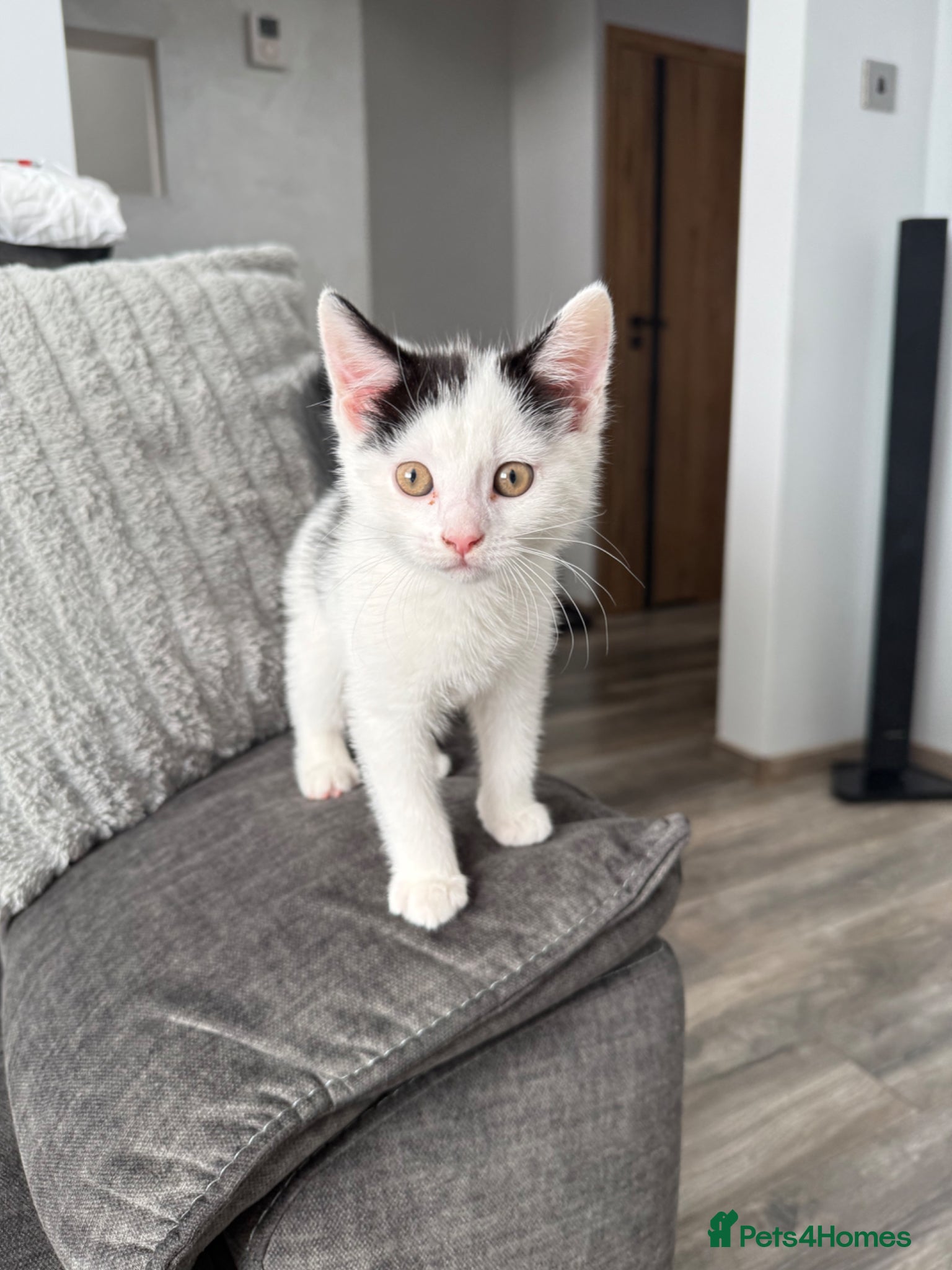 Mixed Breed cats Fluffy kitten  - Advert 12
