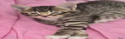 Domestic Shorthair cats for sale: 3 Kittens available  in Worthing - Advert 3